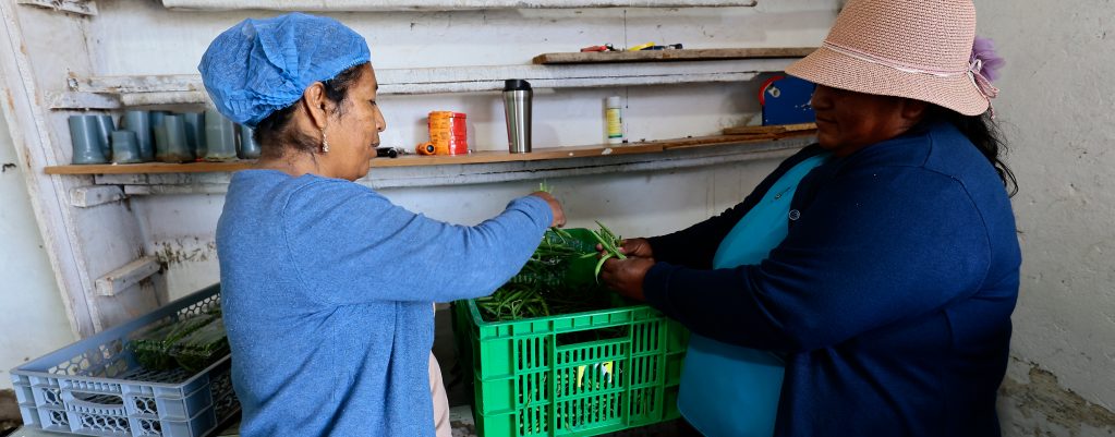 The photo shows two women, one on the left wearing a blue mesh hair covering and the one on the right a pale pink, broad-brimmed hat, apparently sorting a green vegetable over a crate in a small, white-painted room with narrow shelves on the wall behind them.