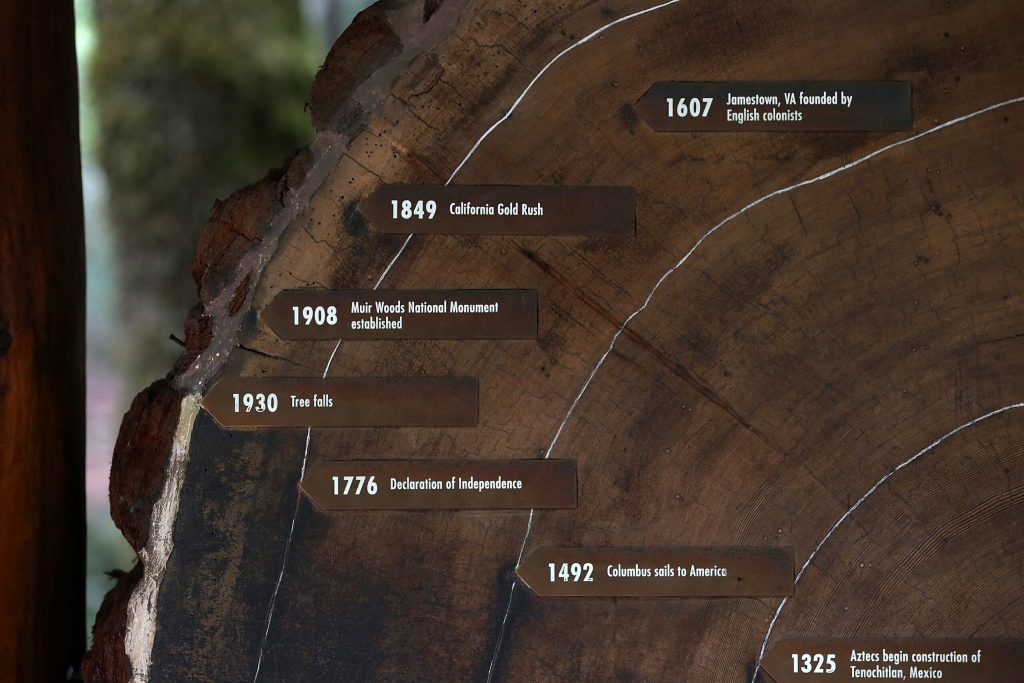 Image of a tree rings with associated dates